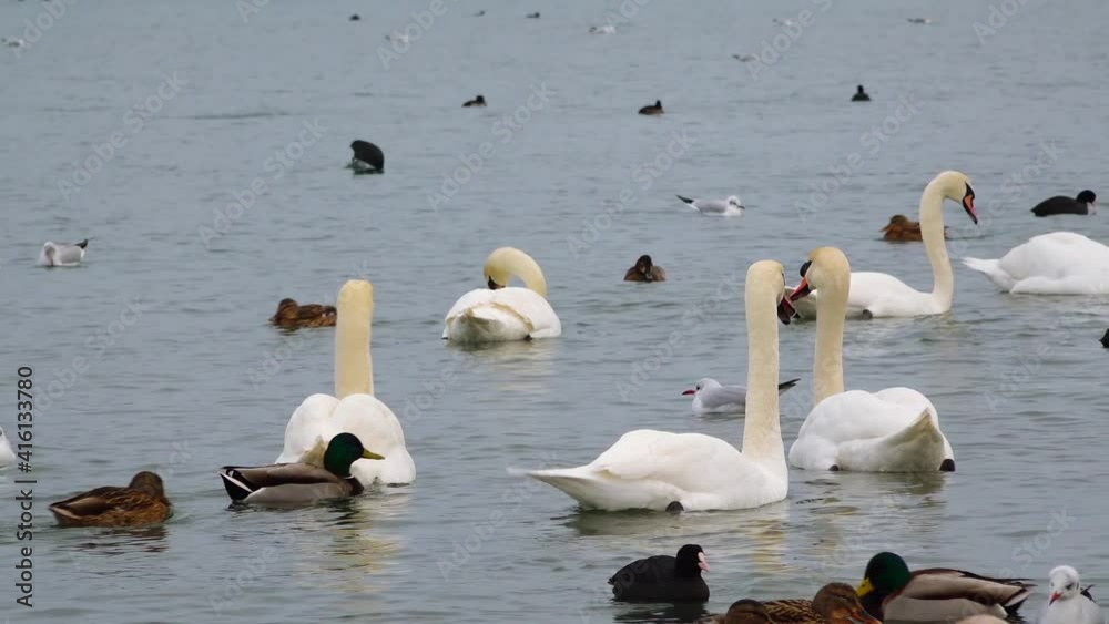 Mute swan (Cygnus olor), gulls and ducks - wintering waterfowl in the Black Sea