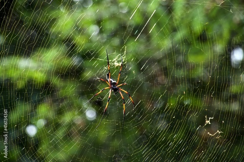 silk spider in middle of their net with green blurb leaves in background