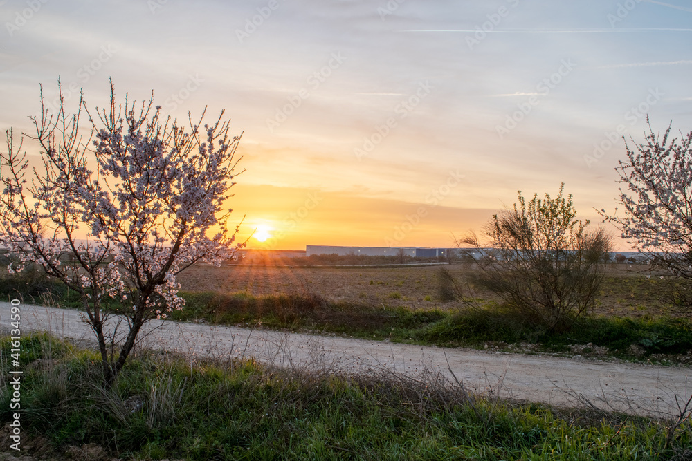 landscape of almond blossom at sunrise (prunus dulcis) landscape of almond blossom at sunrise (prunus dulcis)