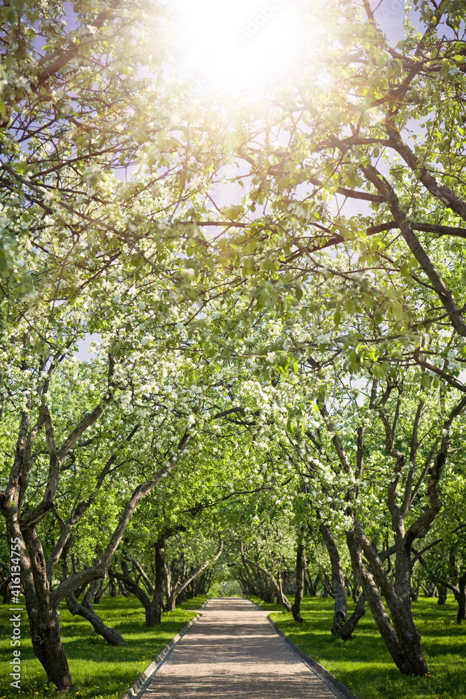 Obraz premium Blooming apple orchard in spring