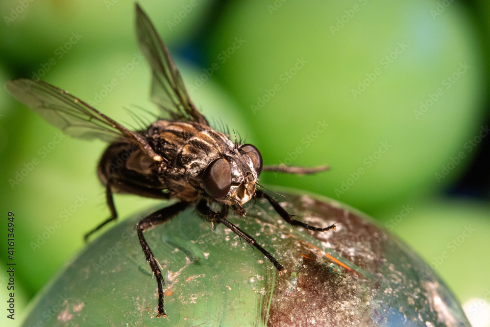 fly on leaf fly on leaf