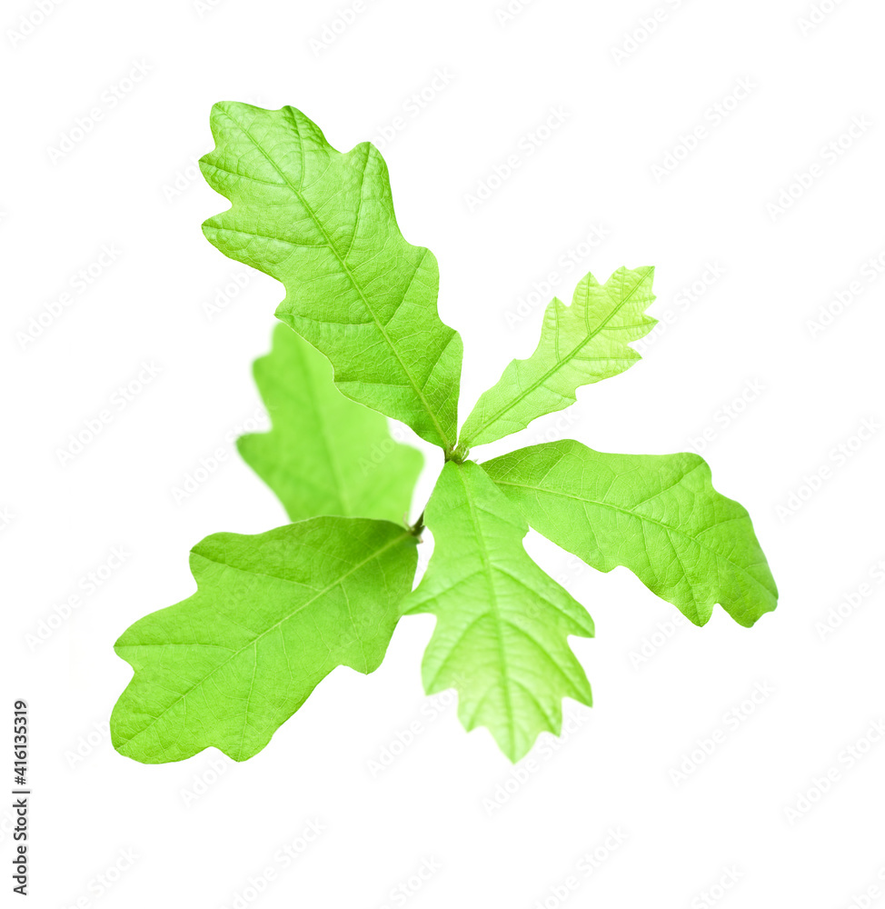 Tiny oakling isolated Tiny oakling isolated
