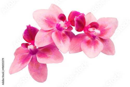 Pink orchid flowers isolated over white