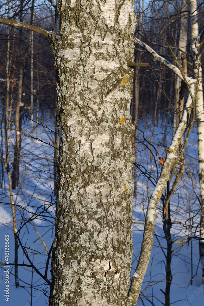 Fototapeta premium Tree.Winter.Snow