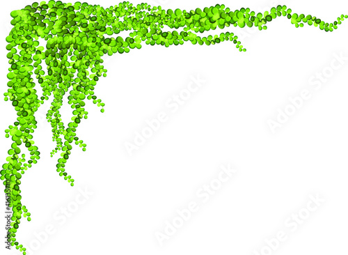 Frame of geen vine, liana or ivy hanging from above or climbing the wall.Decoration for garden or home.Template on white background.