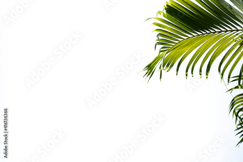 Green tropical palm    leaf    isolated    on    blue    background.