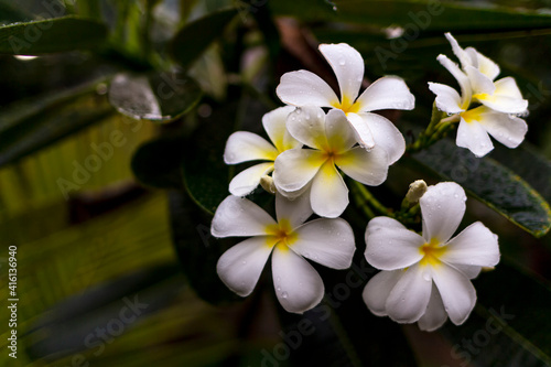 Exotic Frangipani flower in a natural environment on a branch. Asian beauty.