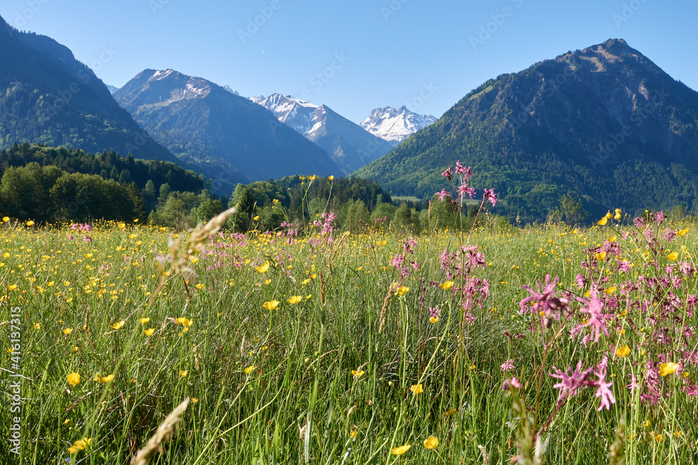 Blühende Weiden im Bergfrühling
