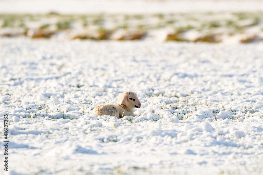 A newly born white lamb lies in the meadow, covered with snow. Winter on the farm A newly born white lamb lies in the meadow, covered with snow. Winter on the farm