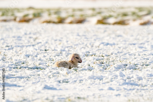 A newly born white lamb lies in the meadow, covered with snow. Winter on the farm