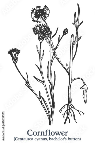 Cornflower. Vector hand drawn plant. Vintage medicinal plant sketch.