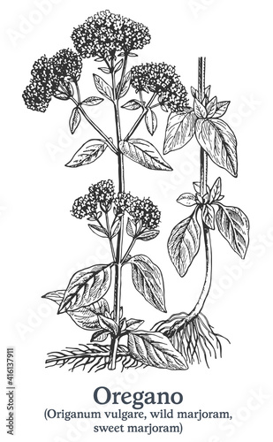 Oregano. Vector hand drawn plant. Vintage medicinal plant sketch.