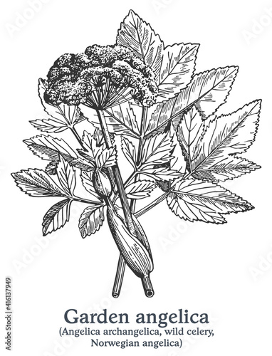 Garden angelica. Vector hand drawn plant. Vintage medicinal plant sketch.