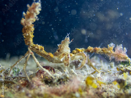 Macro photo of a crab Macropodia rostrata on a night dive in Fiesa