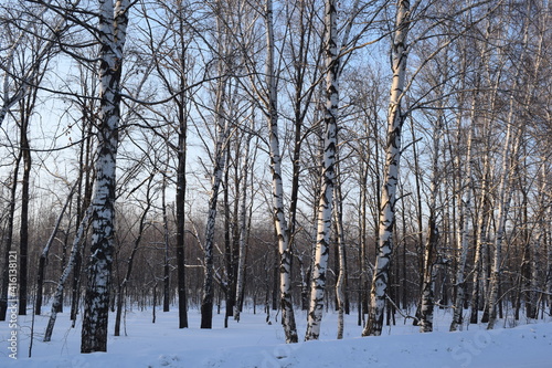 Trees. Winter. Snow