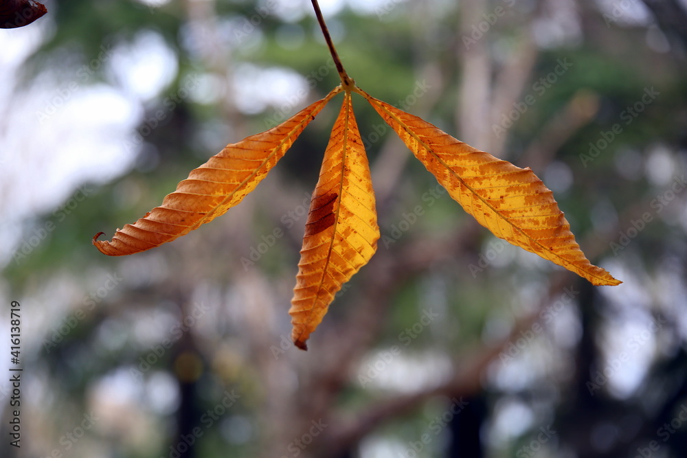 Three autumn leaves with the dark background of the forest and with bokeh effect Three autumn leaves with the dark background of the forest and with bokeh effect