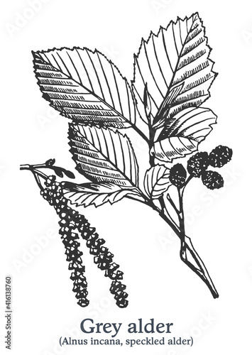 Grey alder. Vector hand drawn plant. Vintage medicinal plant sketch.