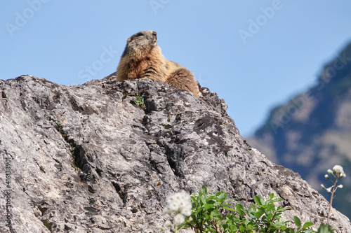 Alpenmurmeltier sonnt sich auf einem Felsblock