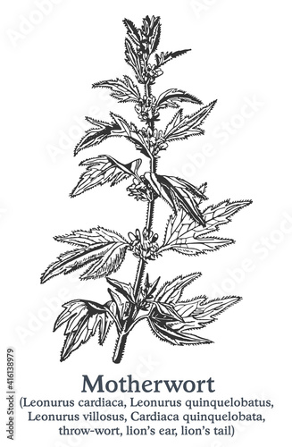 Motherwort. Vector hand drawn plant. Vintage medicinal plant sketch.