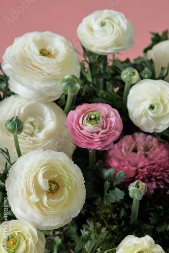 Ranunculus pink and white flowers on a  pink background. Ranunculus bouquet.Buttercups flowers in pastel colors. Spring beautiful flowers.