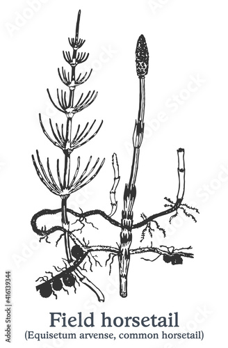 Field horsetail. Vector hand drawn plant. Vintage medicinal plant sketch.