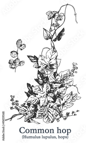 Common hop. Vector hand drawn plant. Vintage medicinal plant sketch.