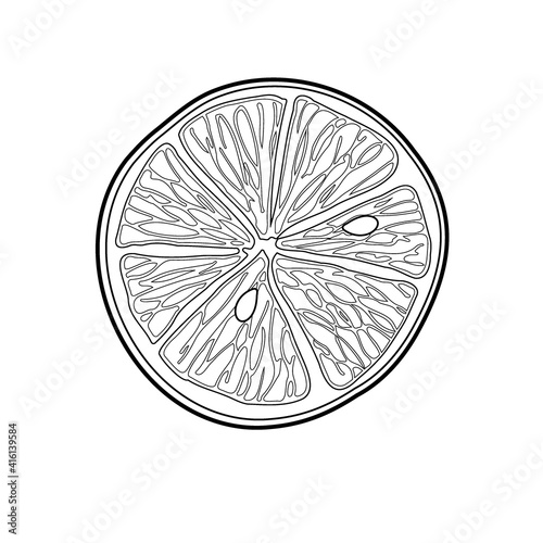 Orange fruit sketch isolated on white background. Doodle Outline vector illustration. Slice lemon, orange, grapefruit, citrus slices.