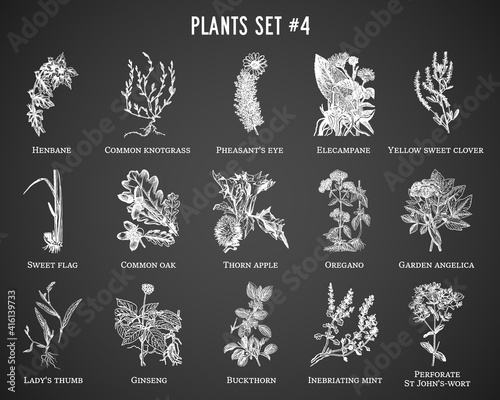 Vector hand drawn plants set on black background