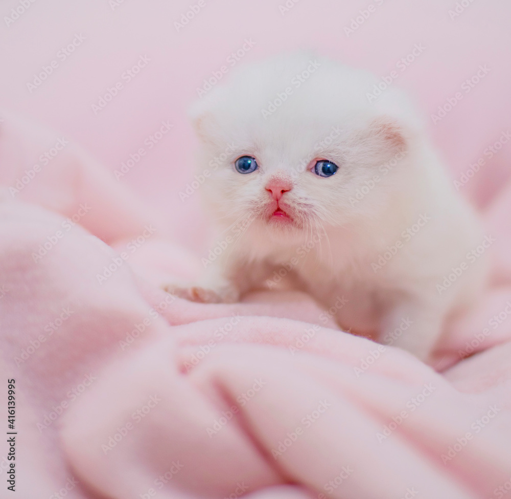 cute white persian kitten on rose background