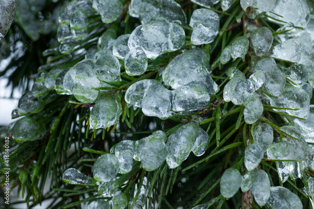 Douglas fir covered by ice shell Douglas fir covered by ice shell