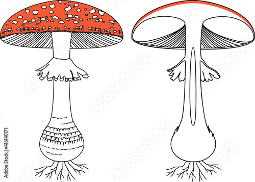 Internal and external structure of fruiting body of fly agaric (Amanita muscaria) mushroom isolated on white background