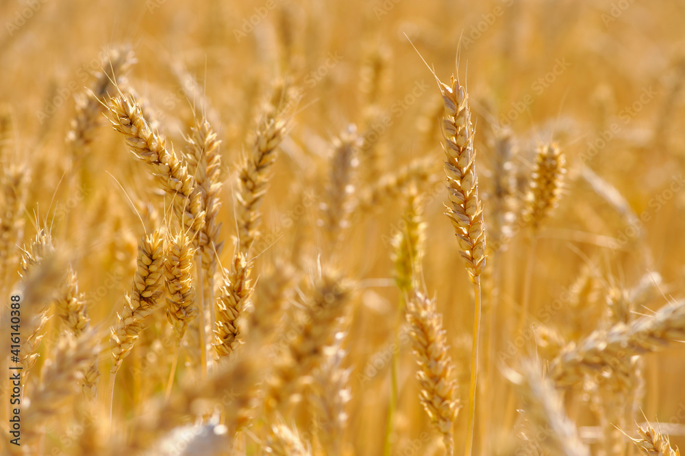 The concept of a rich harvest. Wheat field with ears of golden wheat. Beautiful agricultural fields sunset landscape. Ripe ears rural nature scenery background. close-up, selective focus The concept of a rich harvest. Wheat field with ears of golden wheat. Beautiful agricultural fields sunset landscape. Ripe ears rural nature scenery background. close-up, selective focus