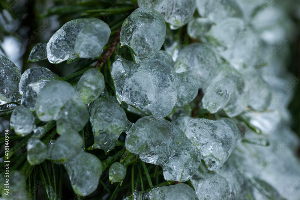 Douglas fir covered by ice shell Douglas fir covered by ice shell