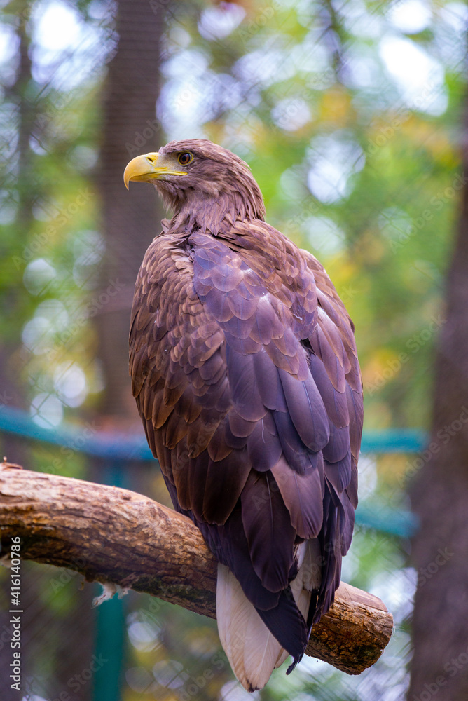 White-tailed eagle sitting on a branch against a background of greenery White-tailed eagle sitting on a branch against a background of greenery