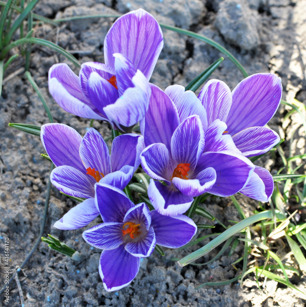 Fototapeta premium In nature, crocuses bloom in spring
