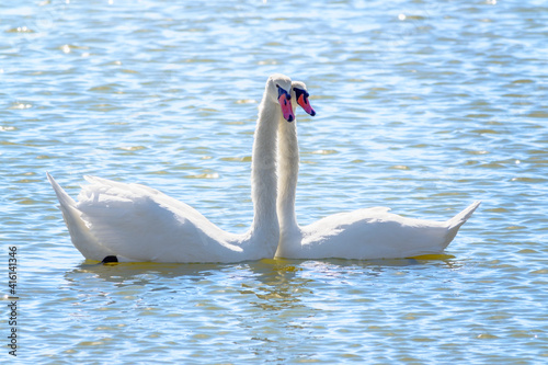 Mating games of a pair of white swans. Swans swimming on the water in nature. Valentine s Day background
