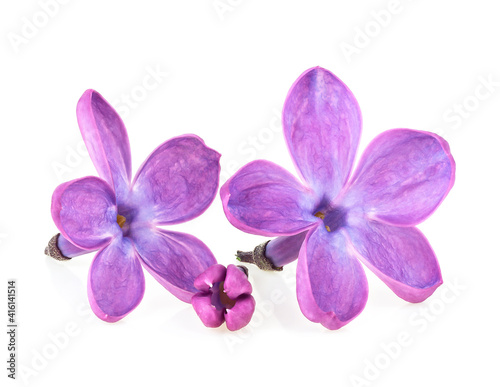Lilac flowers isolated on a white background. Deep focus. Macro image.