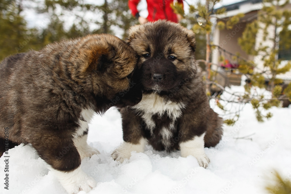 Fototapeta premium Two playful funny Caucasian Shepherd Dogs having fun in snow.
