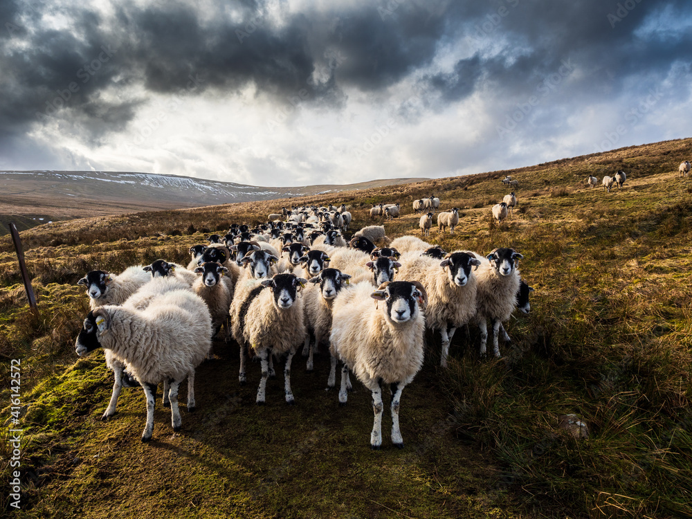 Fototapeta premium A flock of Swaledale sheep waiting for feeding. Scar House reservoir. Nidderdale. Yorkshire Dales National Park