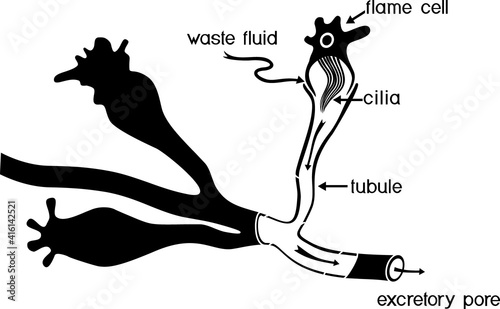 Flatworm flame cell. Structure of element of excretory system with title. Protonephridia of planaria and other flatworm
