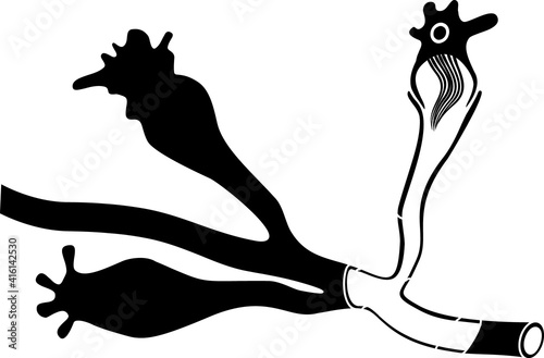 Flatworm flame cell. Structure of element of excretory system with title. Protonephridia of planaria and other flatworm