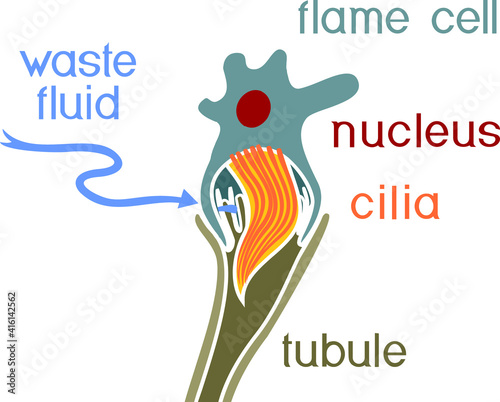 Flatworm flame cell. Structure of element of excretory system with title. Protonephridia of planaria and other flatworm