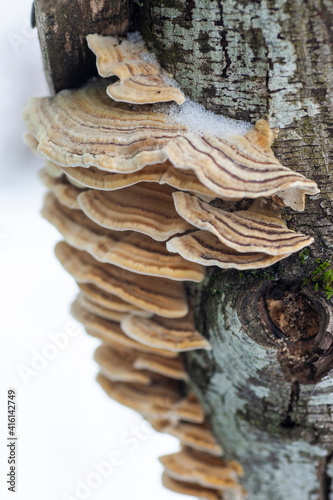 A group of shelf fungus