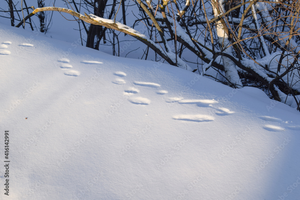 Footprints in the snow. Trees.Winter Footprints in the snow. Trees.Winter