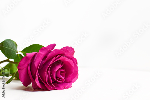 Red rose on a white background. Flowers. Postcard for the day of March 8, Valentine's day, birthday. Festive background.