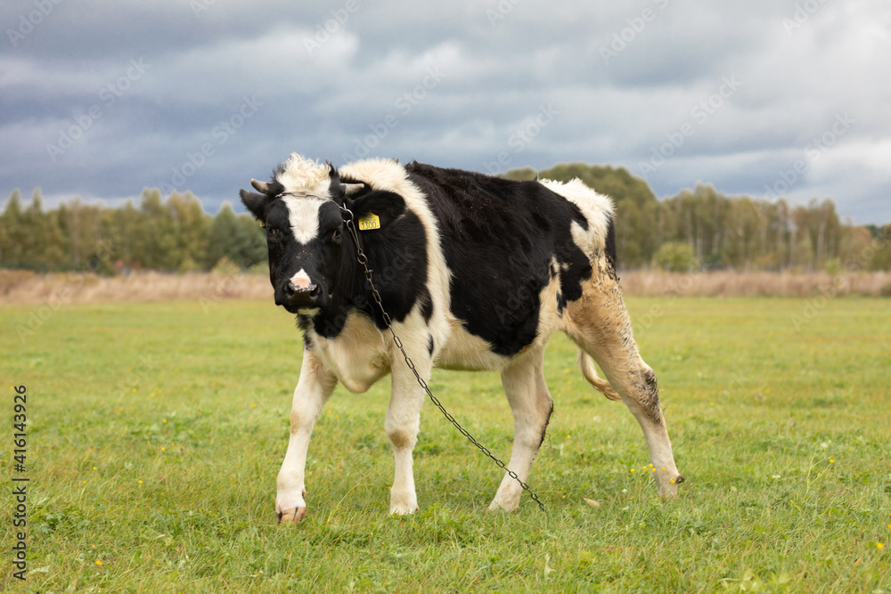 Black and white cow chained at field looking into the camera Black and white cow chained at field looking into the camera
