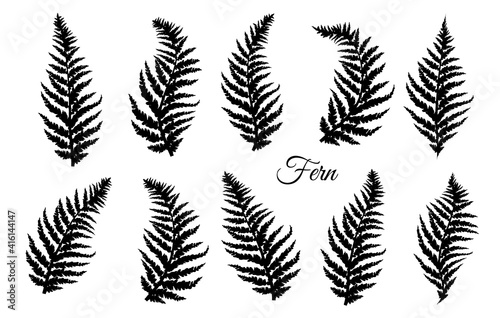 Fern leaves set. Fern design collection. Vector illustration