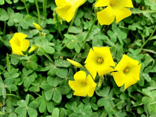 Scientific name Oxalis pes caprae. Known as Bermuda buttercup, Bermuda sorrel, buttercup oxalis, Cape sorrel, English weed, goats foot, sourgrass, soursob and soursop. A tristylous flowering plant. photo