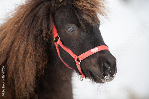 A small brown miniature pony with a blue bridle on its head. The horse is raising its head over a barbwire fence with wooden posts. The horse has long shaggy hair or mane and small brown eyes.