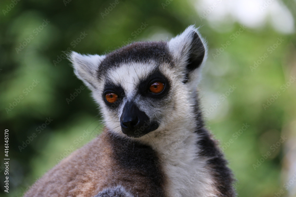 lemur on a tree lemur on a tree